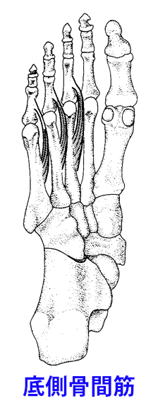 足部の底側骨間筋