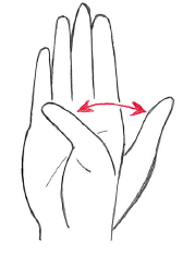 橈側外転 掌側外転に関連する筋肉は 長母指外転筋 と 短母指外転筋 だよ