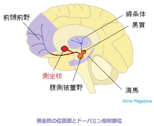 中脳辺縁系（腹側被蓋野から派生するドーパミン回路）と鎮痛作用