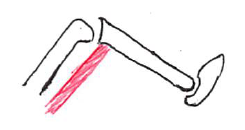 ハムストリングスと膝関節モビライゼーション