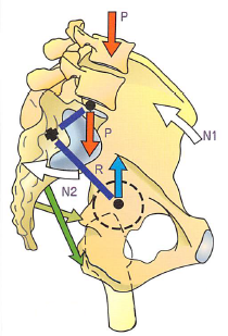股関節と仙腸の位置関係