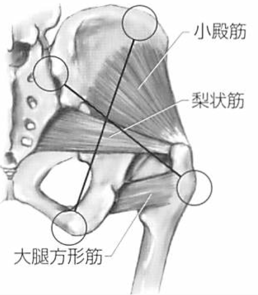 筋 作用 状 梨 【梨状筋】解剖学とストレッチ方法、臨床で役立つ3つの特徴