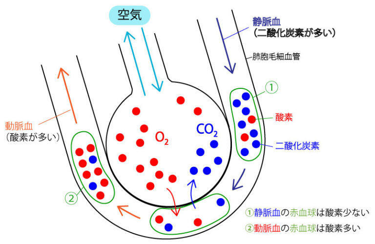 Fitoplâncton, oceano