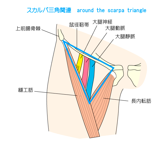 スカルパ三角,大腿三角