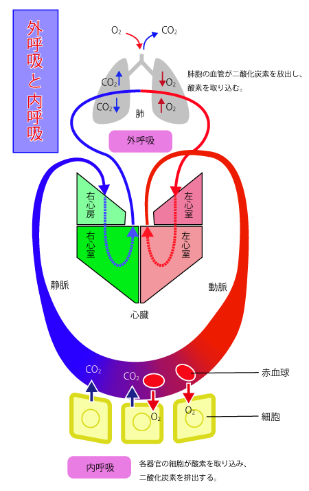 イラストレーターに挑戦してます ブログにも活用してるよ リハ事典 リハビリ 理学療法 の総合コンテンツ