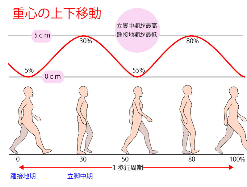 歩行時における「上下・側方の重心移動」と「各関節の運動」