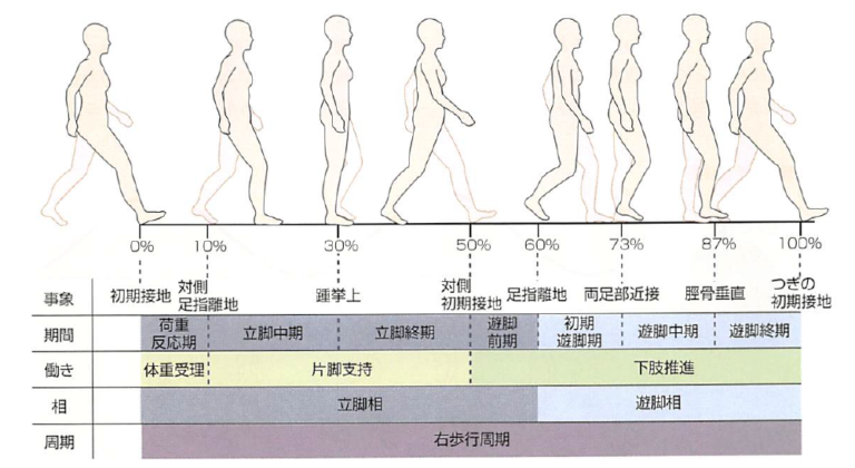 リハビリに必要な『歩行分析の基礎知識』まとめ一覧 2903