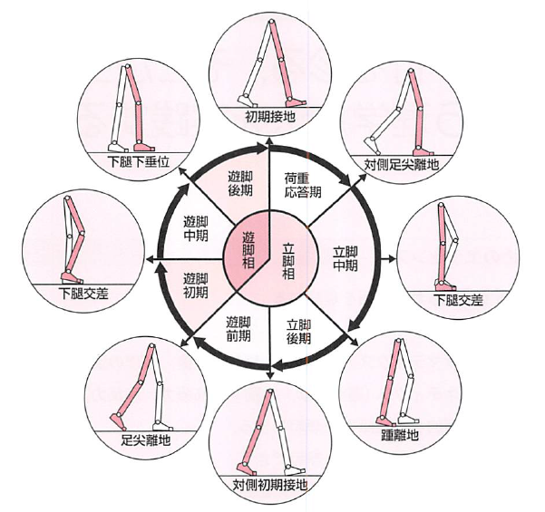 リハビリに必要な『歩行分析の基礎知識』まとめ一覧 1962